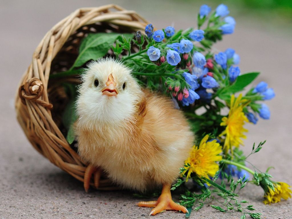 Bird Chick Chick Basket Flowers wallpaper