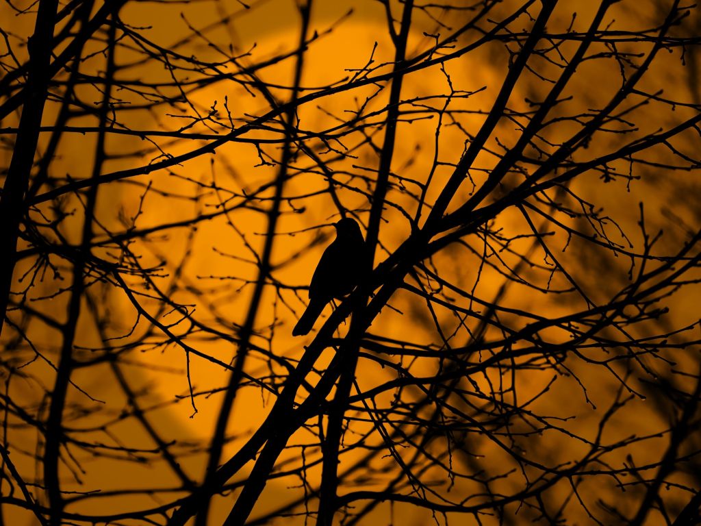Bird Silhouette on Tree Branches wallpaper
