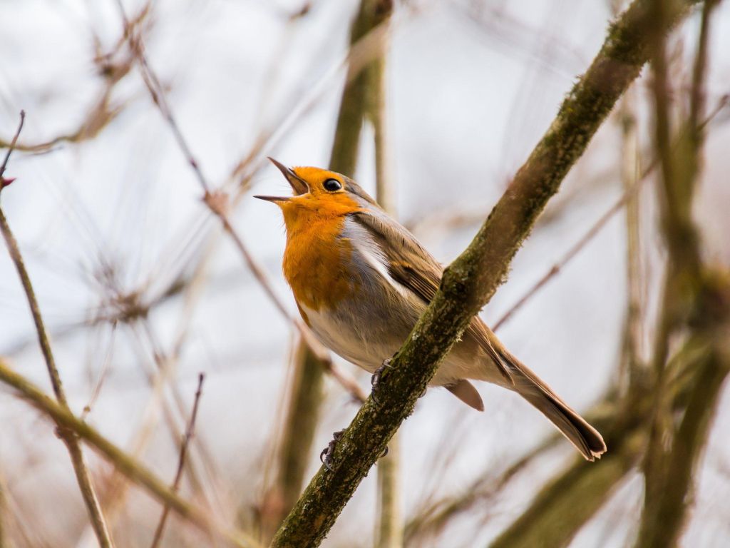 Bird Singing in Tree wallpaper