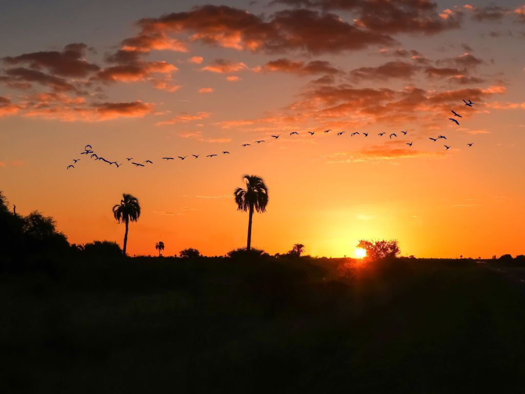 Birds on Flight Formation During Sunset wallpaper