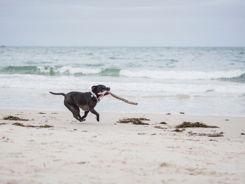 Black American Pit Bull Terrier Puppy Biting Brown Stick Running on Seashore During Daytime wallpaper
