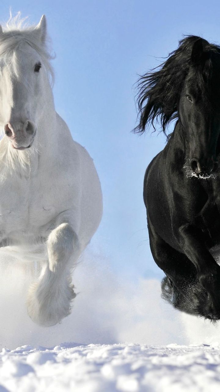 Black and White Horses wallpaper in 720x1280 resolution