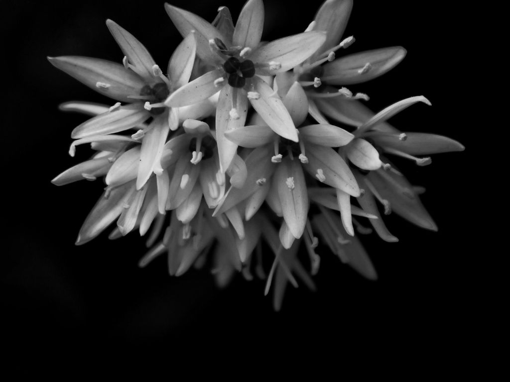 Black and White Photo of Flowers for Smartphones wallpaper