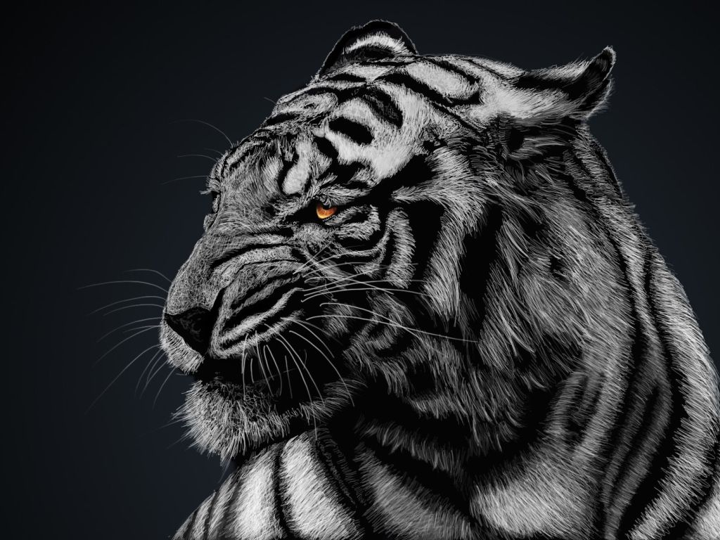 Black and White Tigger Look Angry HD wallpaper