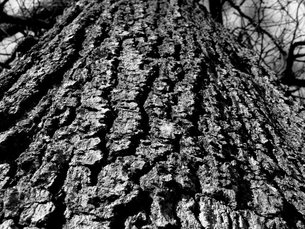Black And White Tree Trunk wallpaper