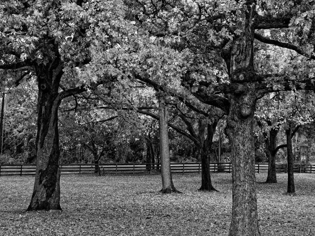 Black And White Trees wallpaper