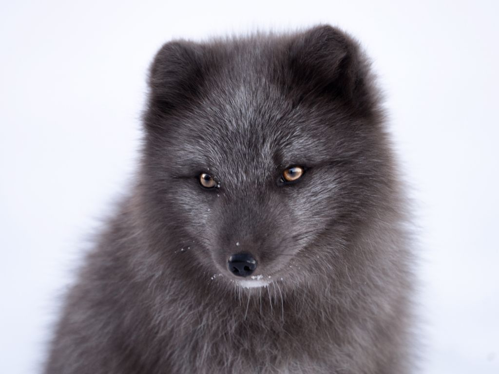 Black Arctic Fox wallpaper