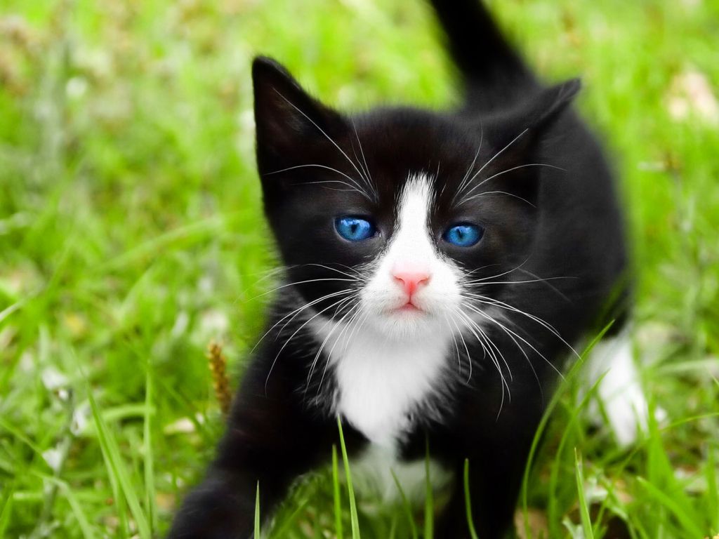 Black Cats With Blue Eyes wallpaper