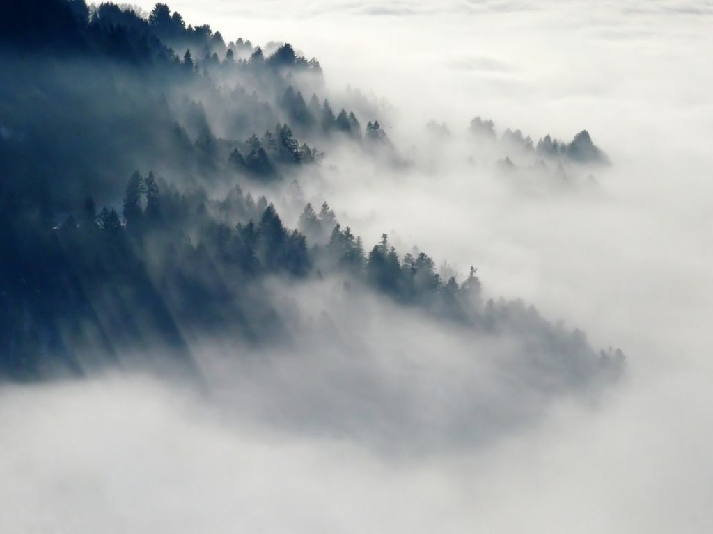 Black Fog Gray Mountains Trees White wallpaper