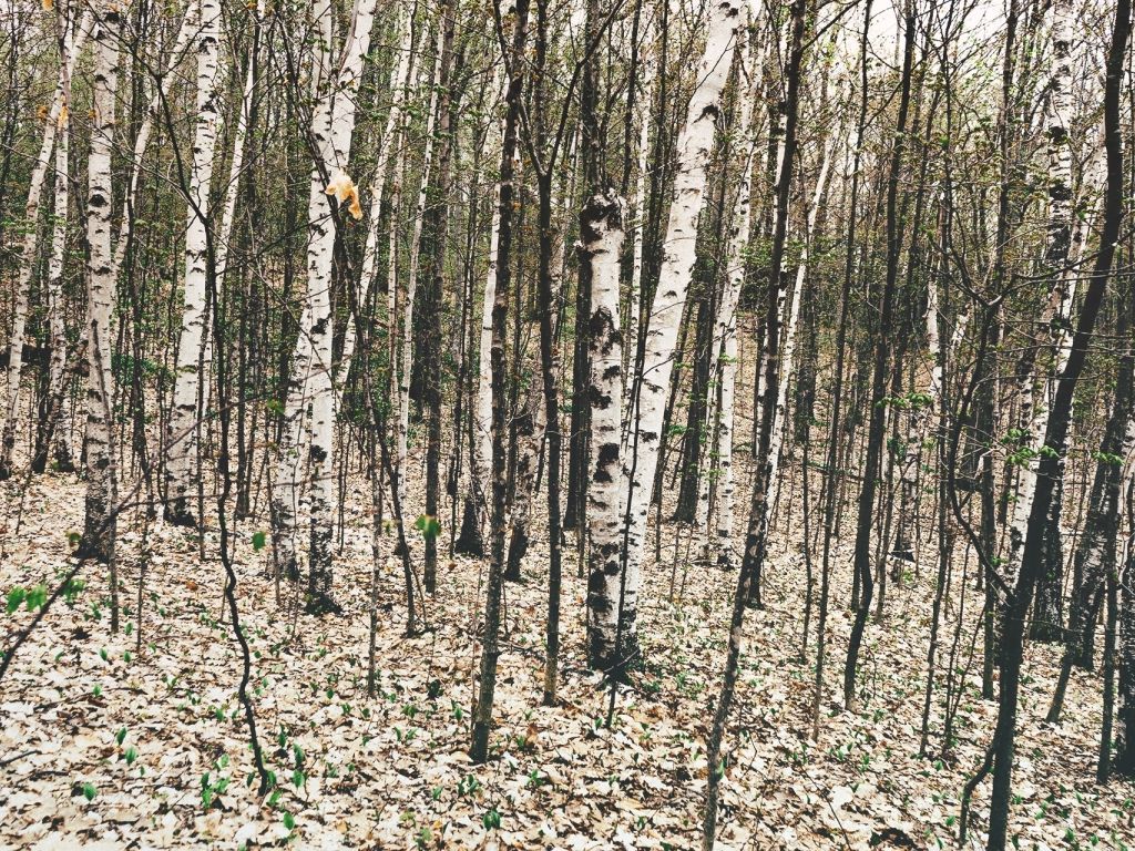 Black Forest Gray Leaves Trees White Wood wallpaper