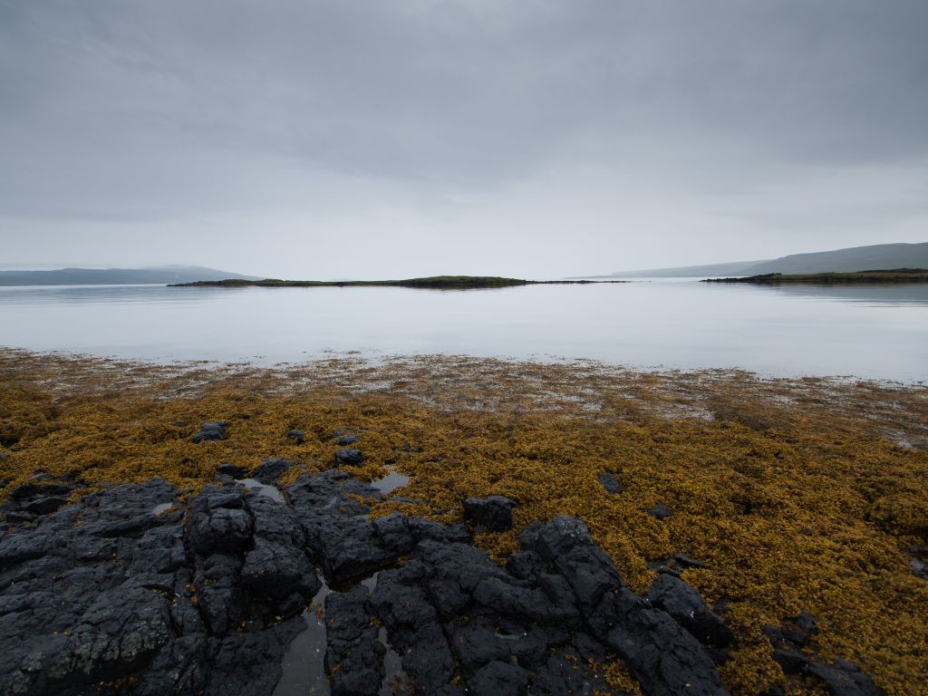 Black Gray Rocks Sea Seaweed Yellow wallpaper