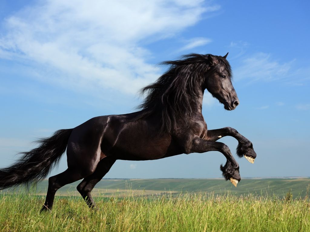 Black Horse Running wallpaper
