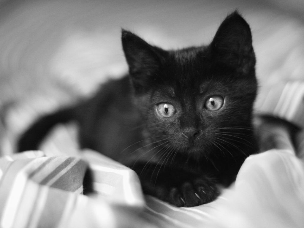 Black Kitten 7841 wallpaper