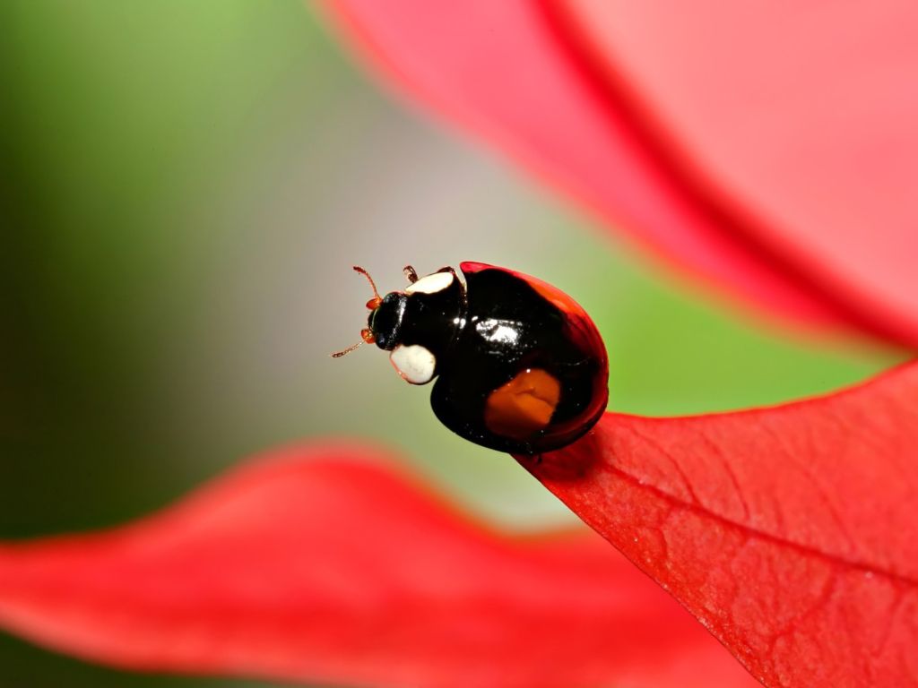 Black Ladybug wallpaper