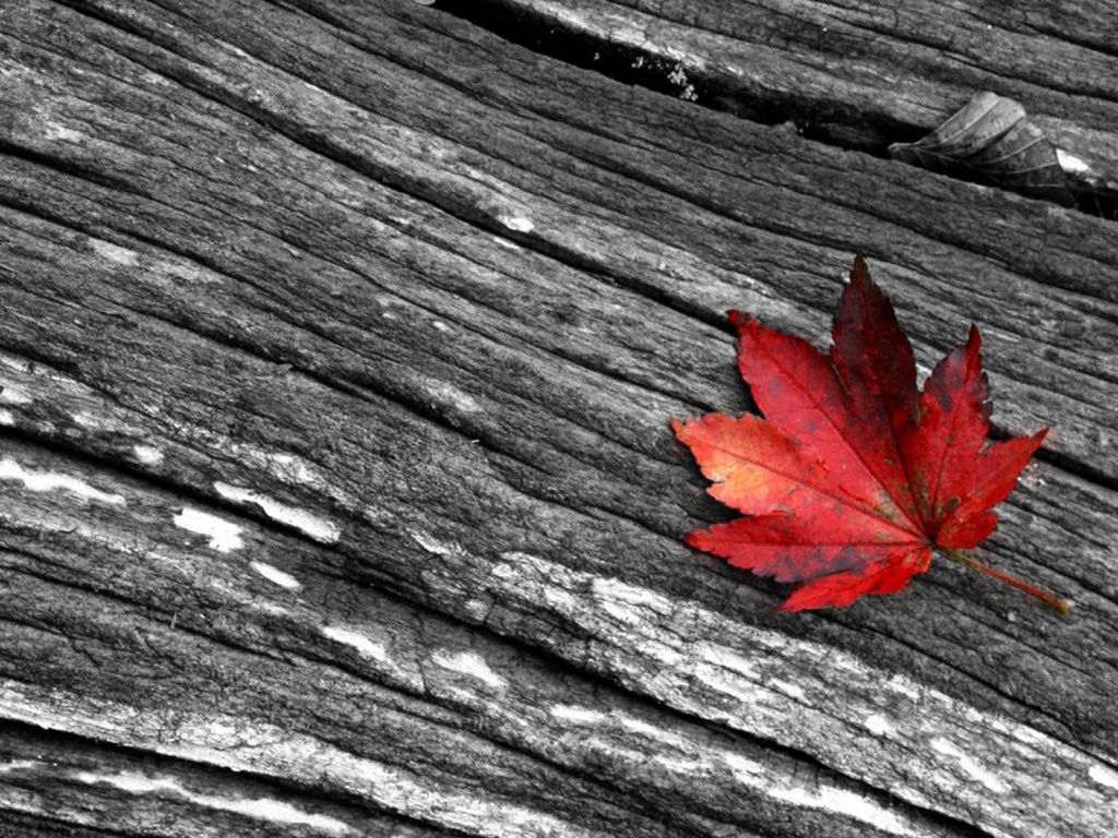 Black White And Red Photography Desktop wallpaper