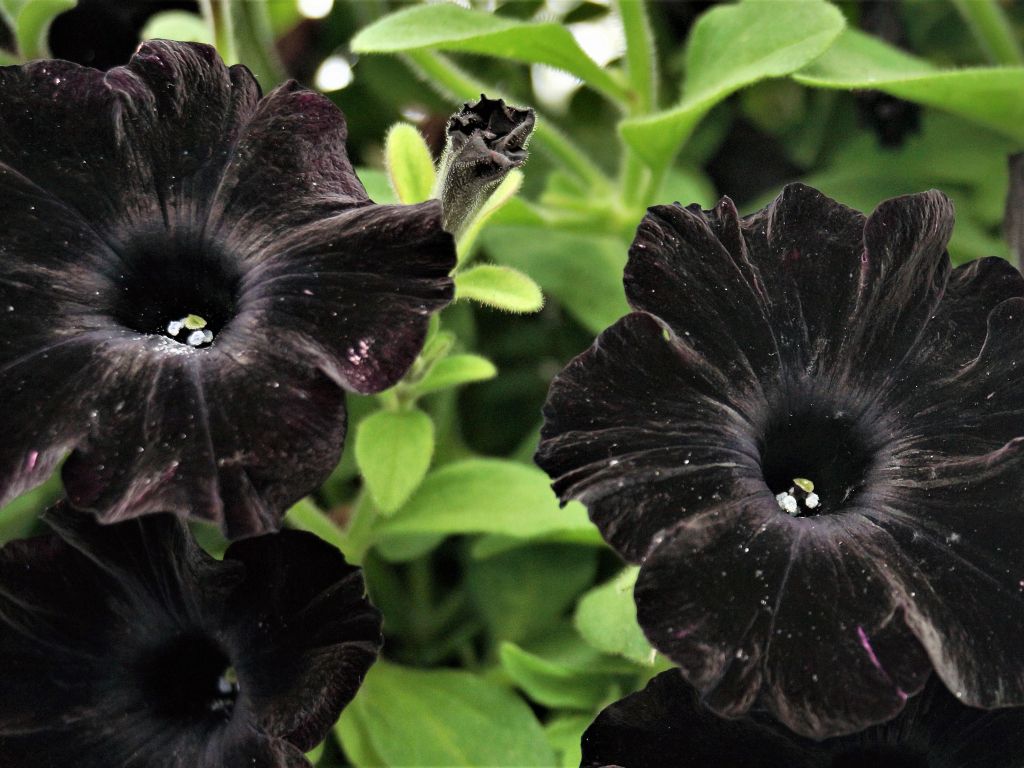 Black Petunias wallpaper