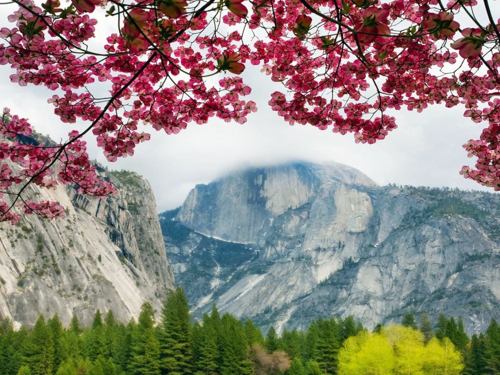 Blossoming Tree in The Mountains wallpaper