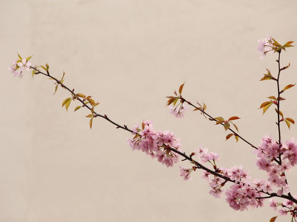 Blossoms Branches Cherries Flowers Pink Walls wallpaper