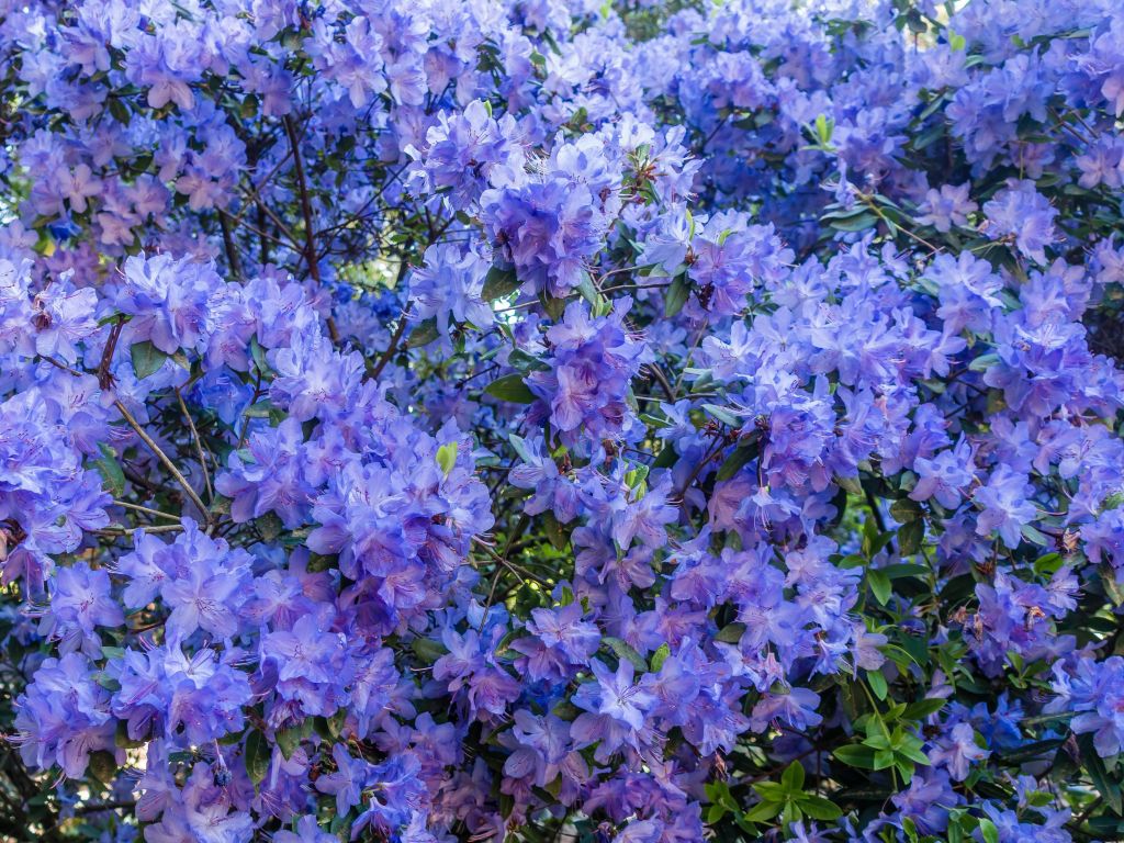 Blue Azalea Blossoms Closeup wallpaper