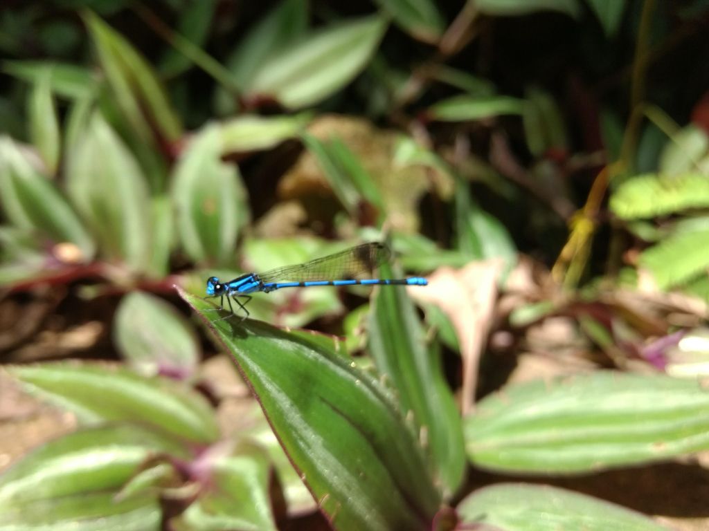 Blue Dragonfly wallpaper