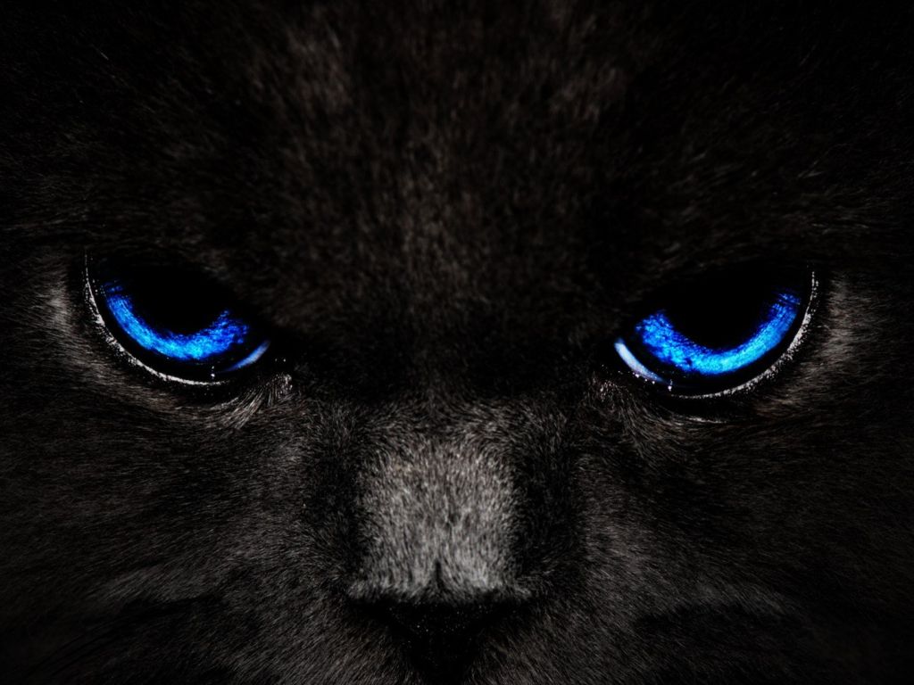 Blue Eye Cat wallpaper