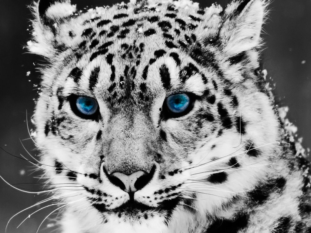 Blue Eyed Leopard wallpaper