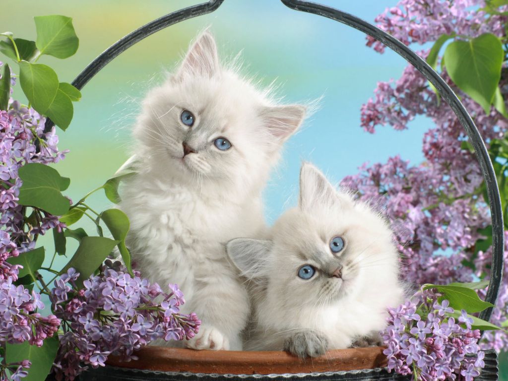 Blue Eyes and Blossoms wallpaper