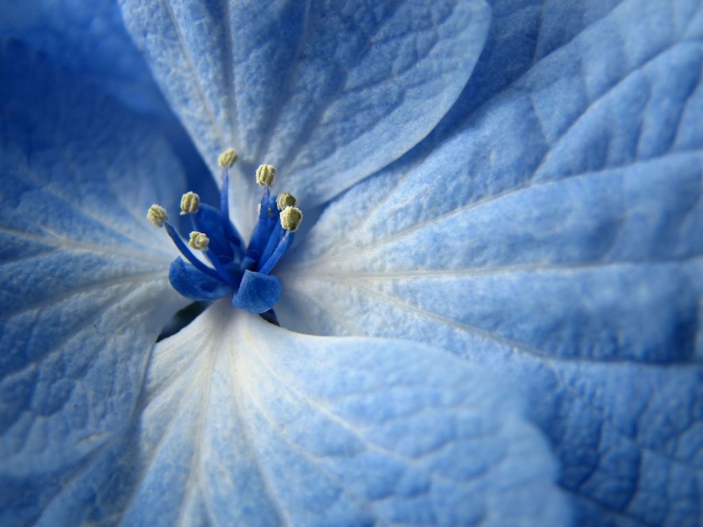 Blue Flower 23326 wallpaper