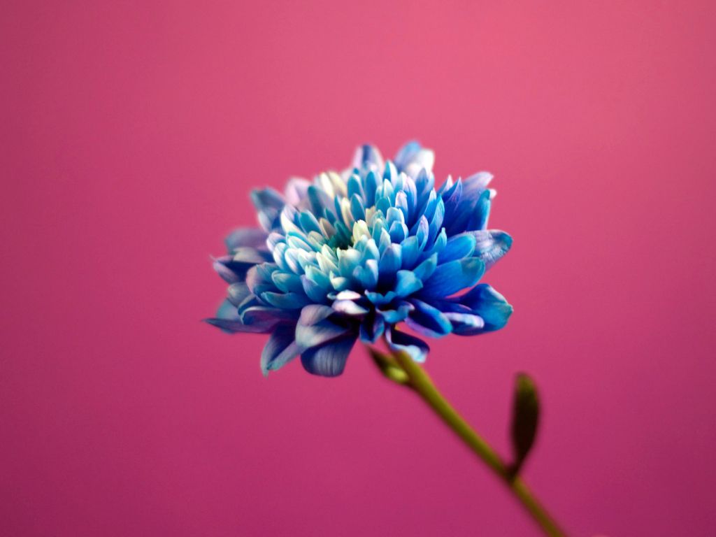 Blue in Pink Background wallpaper