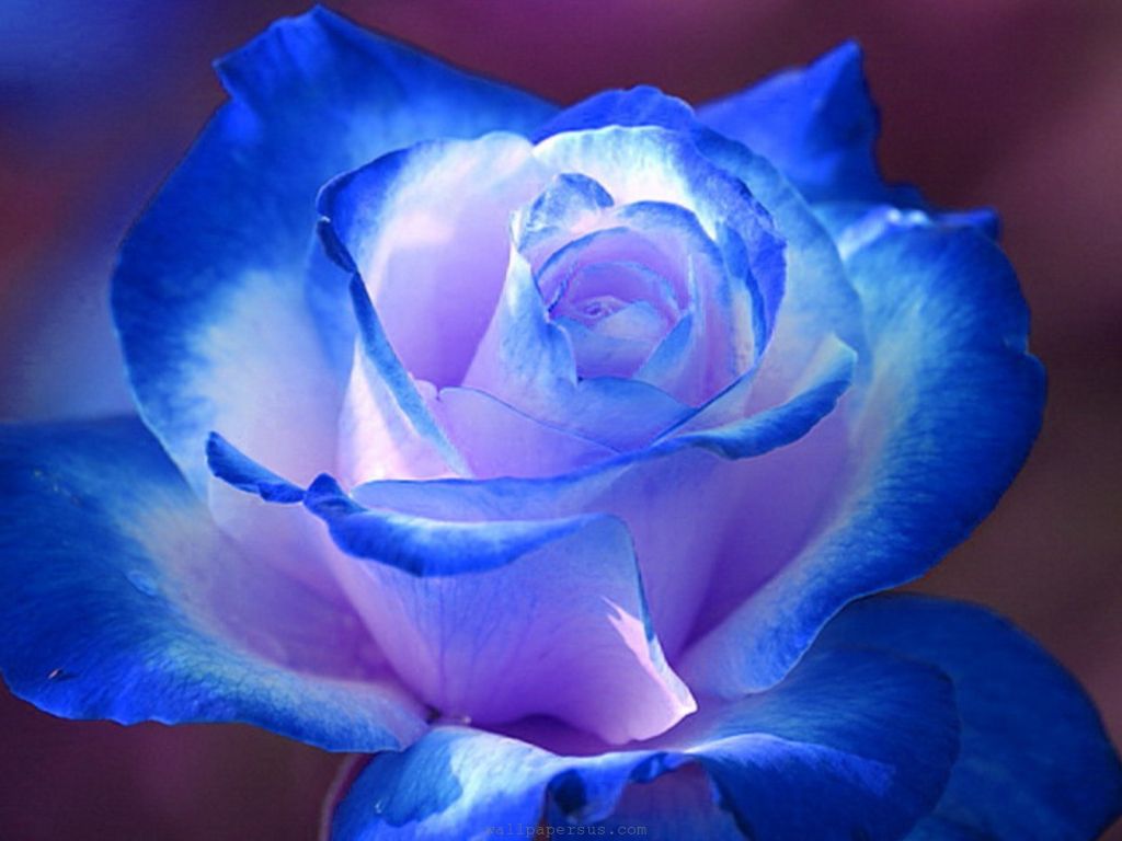 Blue Rose Flower Images HD wallpaper