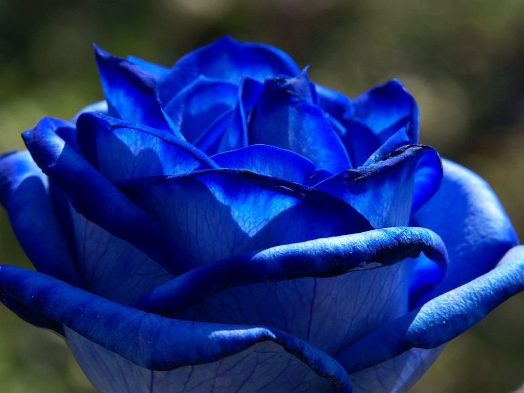 Blue Roses 4887 wallpaper in 1024x768 resolution