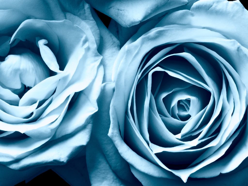 Blue Roses Widescreen wallpaper