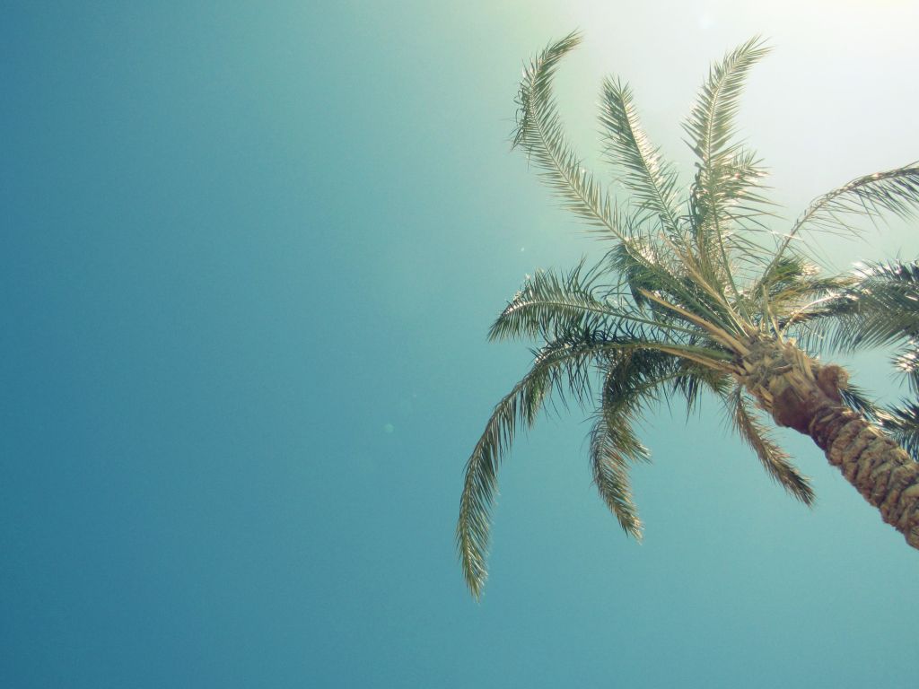 Blue Skies and Palm Trees wallpaper