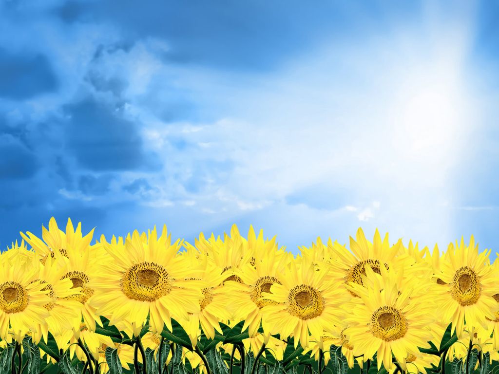 Blue Sky Sunflowers Hd wallpaper