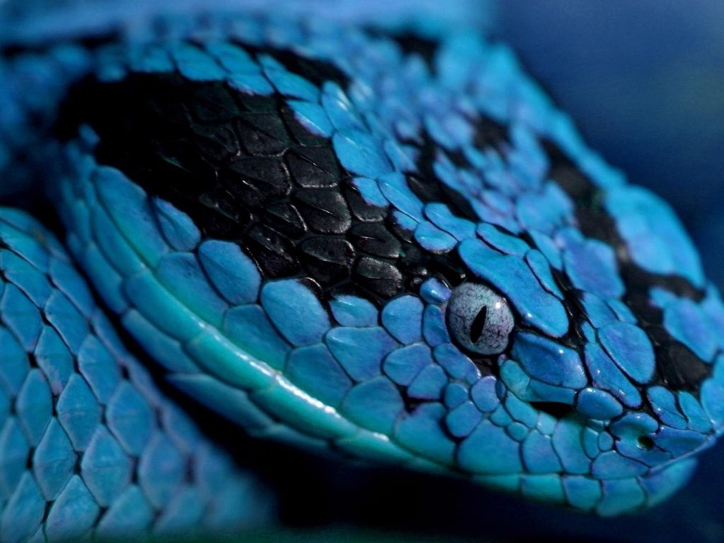 Blue Snake wallpaper