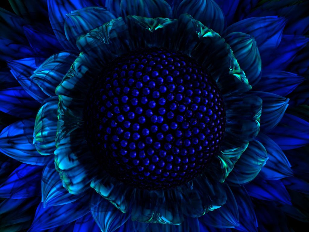 Blue Sunflower wallpaper