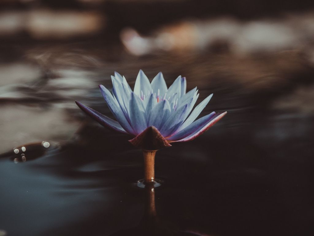Blue Water Lily wallpaper