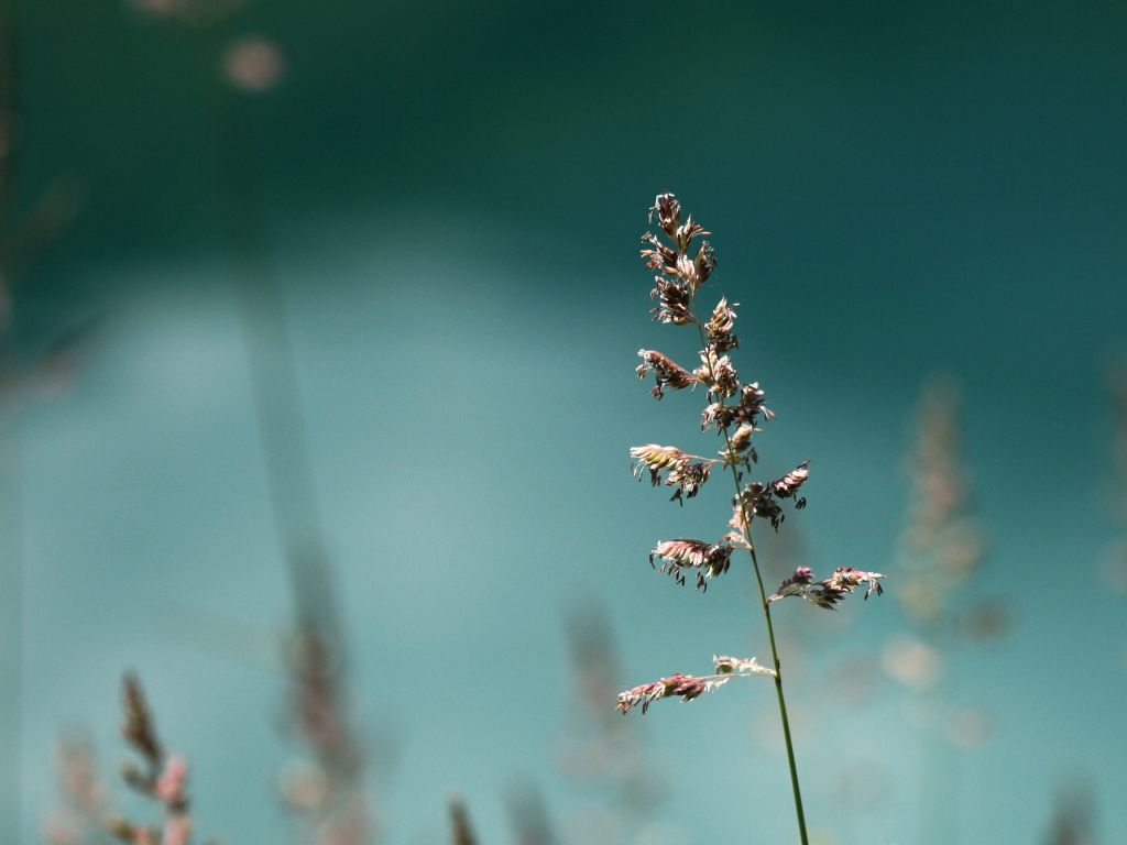 Blur Cyan Flowers Grass Green wallpaper