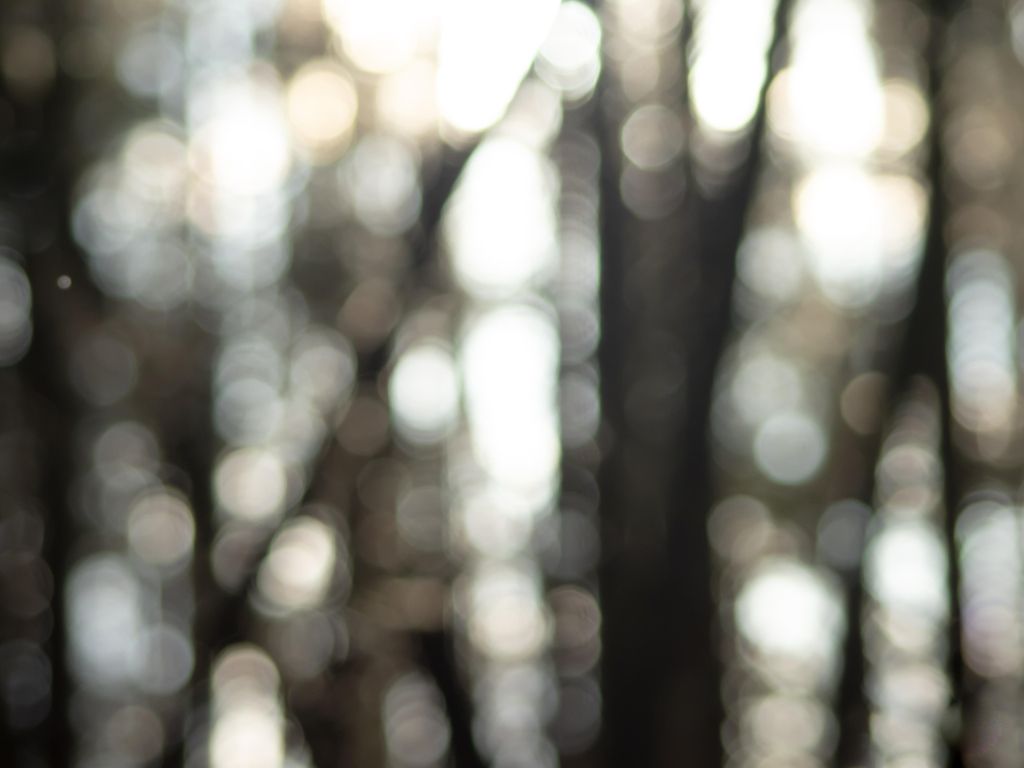 Blurry Lense Flare in Forest wallpaper