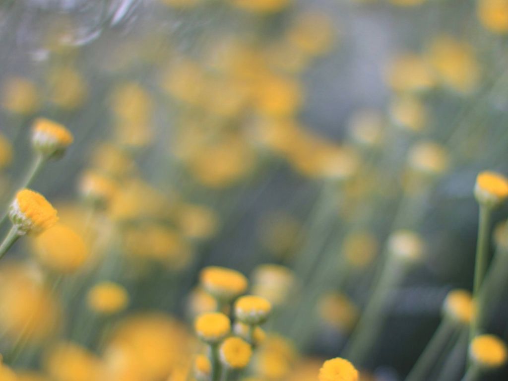 Blurry Yellow Flowers wallpaper