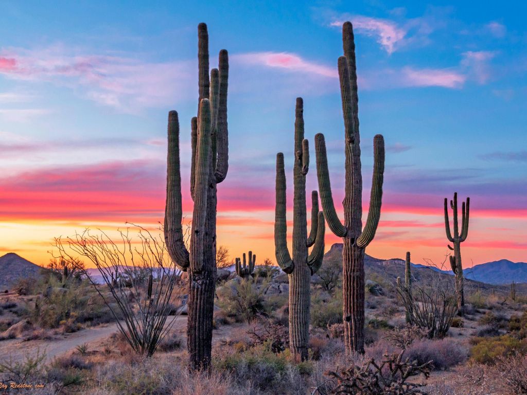 Bold Stand Of Saguaro Cactus at Sunset Near Phoenix Arizona wallpaper