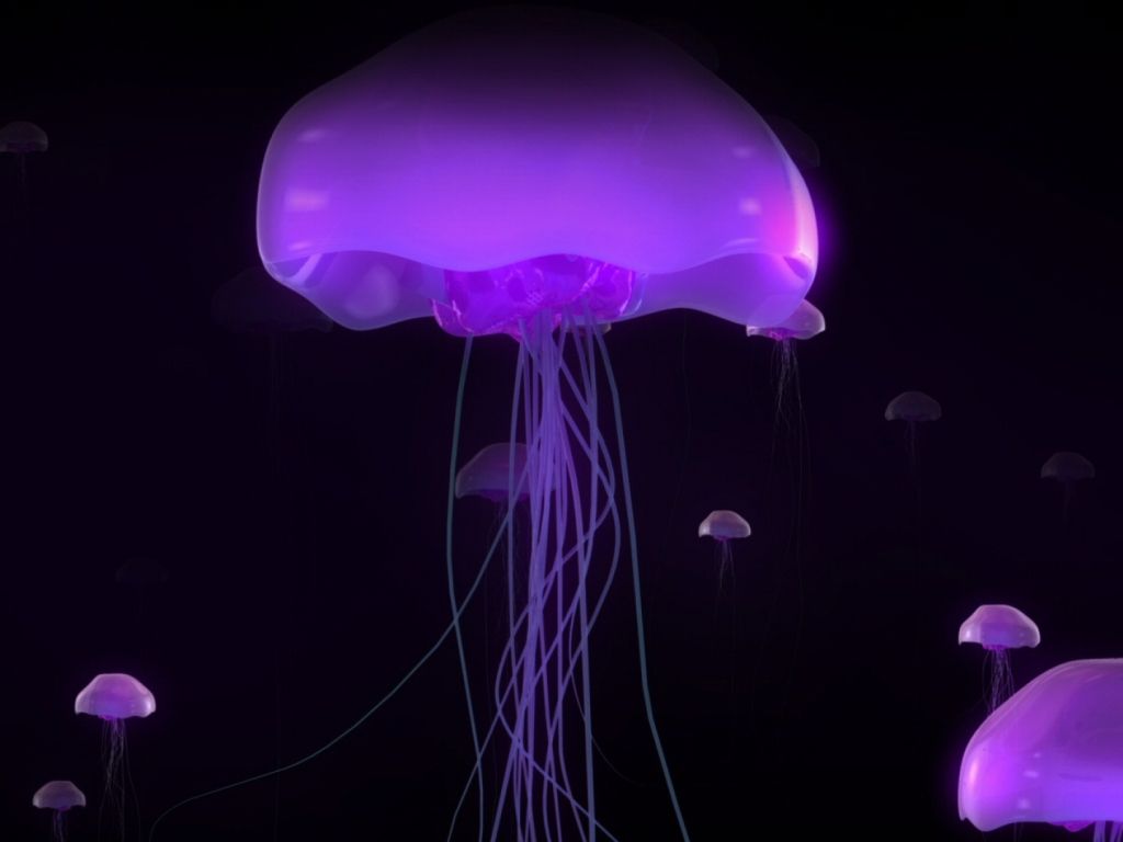 Box Jellyfish wallpaper