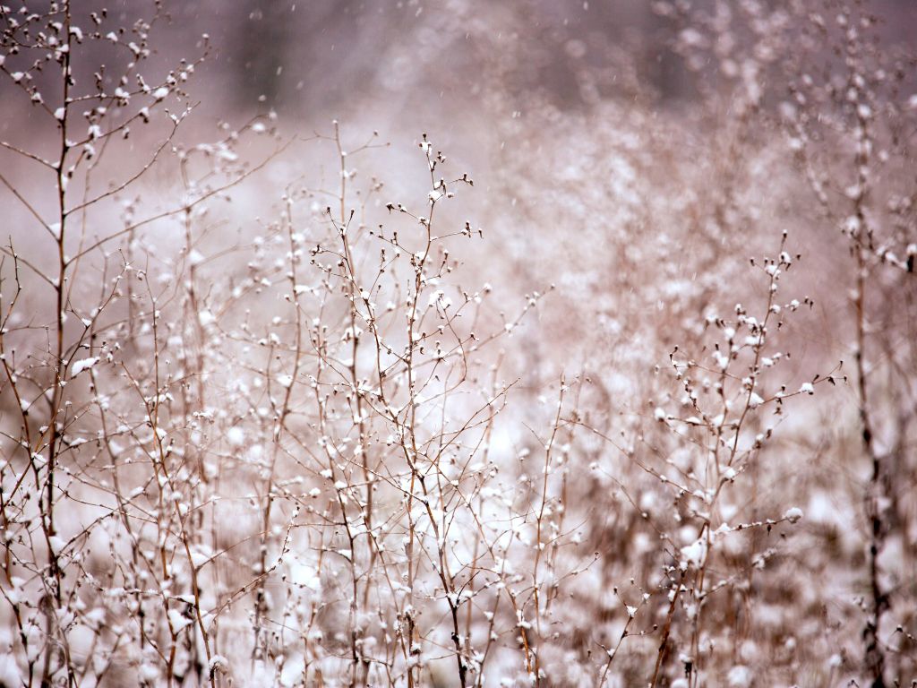 Branches Brown Flowers Pink Snow White wallpaper