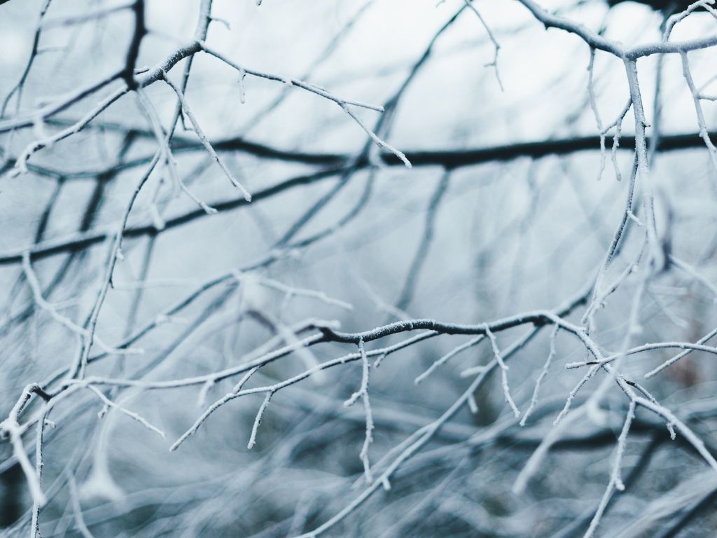 Branches of Trees Covered With Frost wallpaper