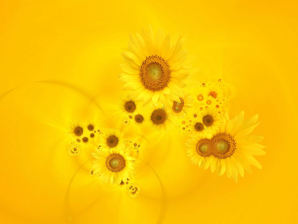 Bright Yellow Sunflowers wallpaper