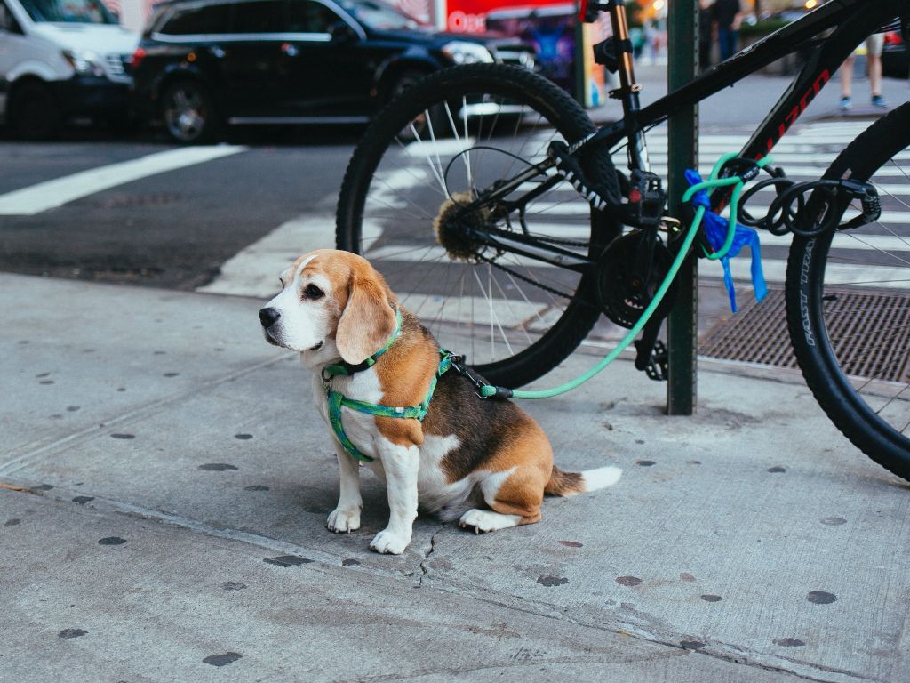 Brown and White Beagle Puppy Corded to Bicycle Beside Street wallpaper