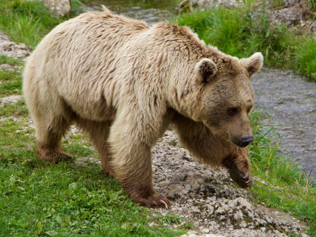 Brown Bear Siberian Walk wallpaper