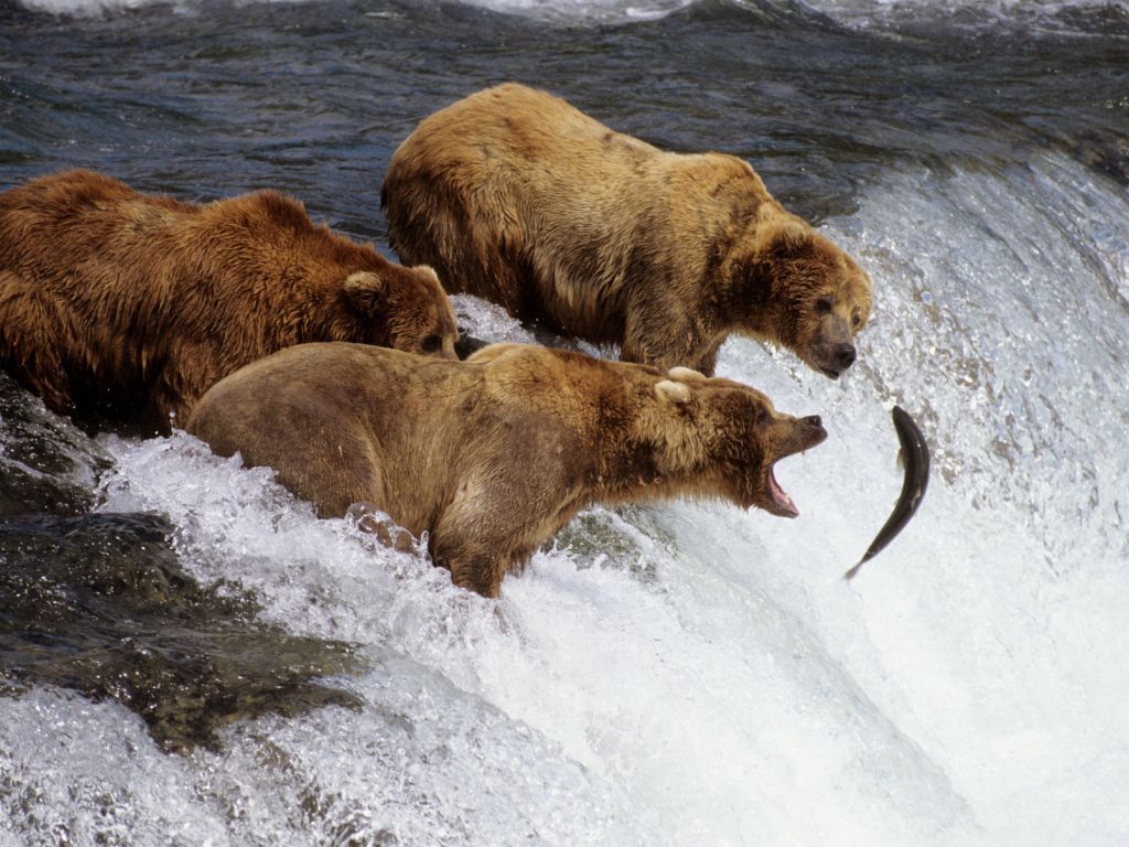Brown Bears Alaska wallpaper