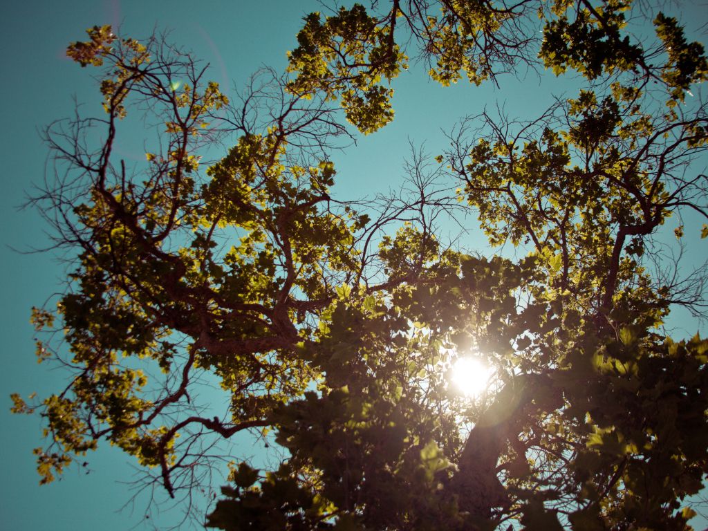 Brown Cyan Flare Green Leaves Sky Sun Trees wallpaper