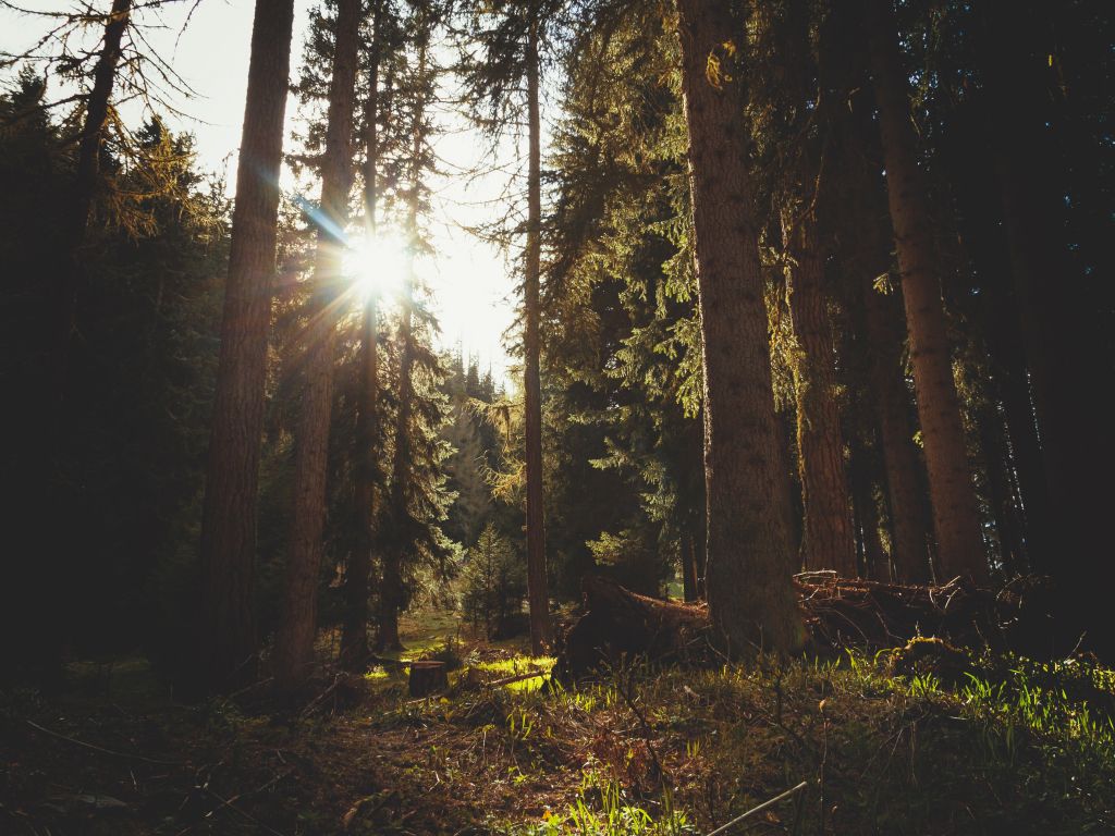 Brown Forest Grass Green Lights Rays Trees wallpaper